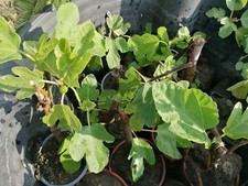 1 Hardy fig Tree FICUS CARICA