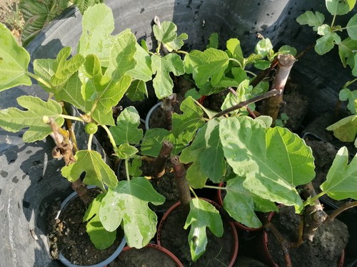 Hardy fig tree ficus carica - fig,