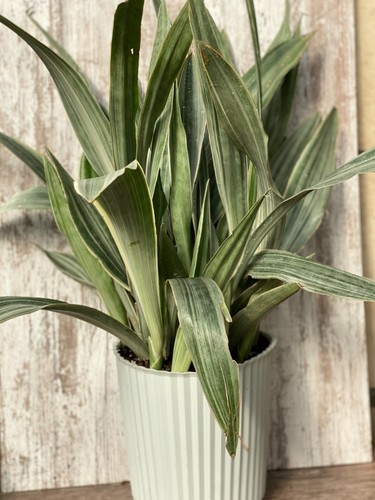 Snake plant cuttings - plant,