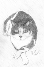 Black and White Cat Pencil