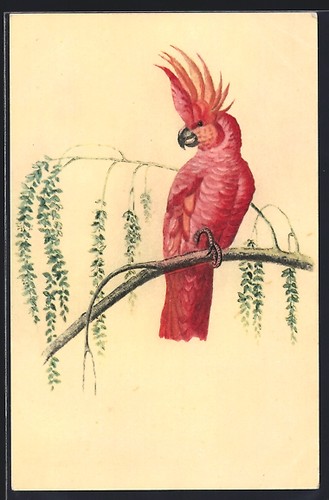Postcard pink cockatoo a - cockatoo,
