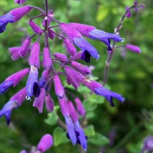Salvia semiatrata riviera - semiatrata,,