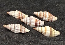 5 x Nay Nay Shells Natural