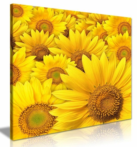 Yellow sunflower canvas - canvas, wall