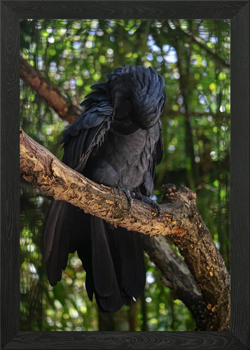 Black cockatoo branch - black,