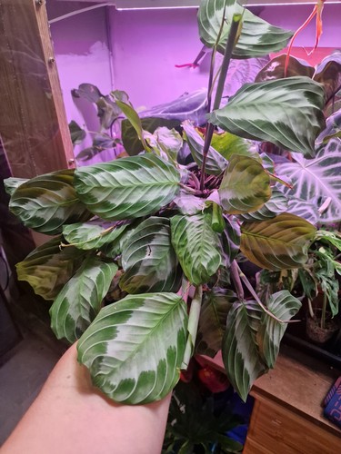 Large maranta exclus grey - large,