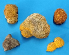 Iron Pyrite/Marcasite Nodule (5 Specimens). West Dean, West Sussex. Free Postage