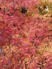 Japanese Maple. Acer Palmatum