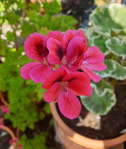 Decorative pelargonium freya - pelargonium,