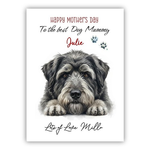 Bouvier des flandres - bouvier,