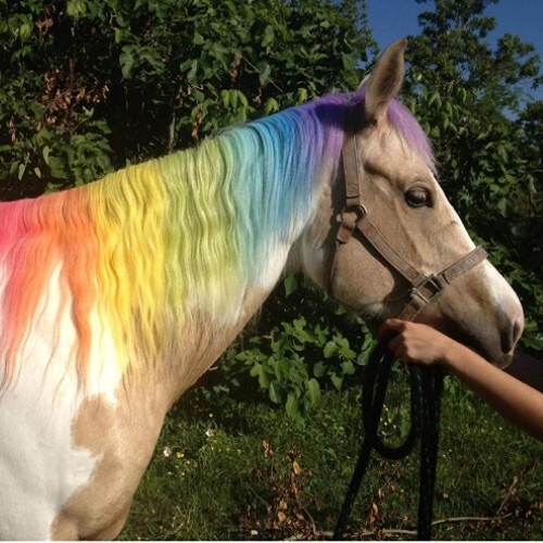 Horse grooming pony - horse, grooming pony