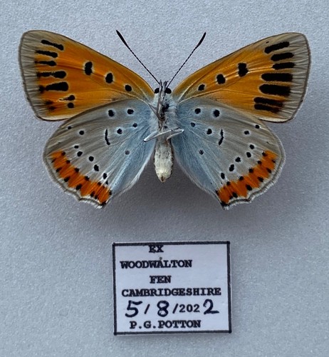 Large copper butterfly - butterfly,,