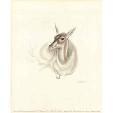 Female Reed-Buck - J R Skeaping Print