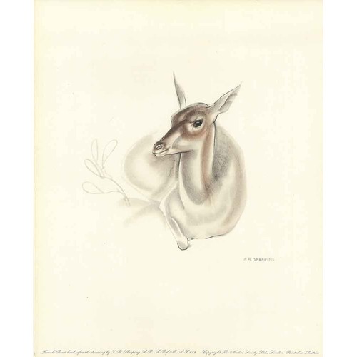 Female reed buck j - reed-buck,