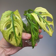 Monstera Adansonii Albo GHOST