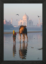 Camel and Taj Mahal India