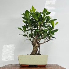 Ficus Microcarpa (Banyan Fig)
