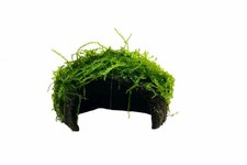 Java Moss on Coconut Cave