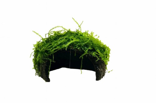 Java moss coconut cave - on,