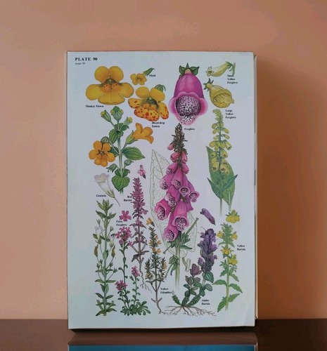 Vintage foxglove snapdragon - vintage,