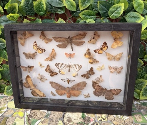 Vintage framed butterfly - vintage,