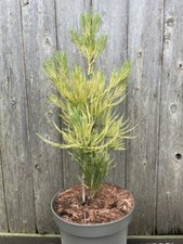 Giant Redwood 'Vida Magical Mystery' | Rare Yellow Sequoiadendron giganteum