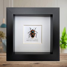 Framed catacanthus nigripes