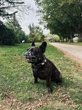 Best Basket Muzzle for French