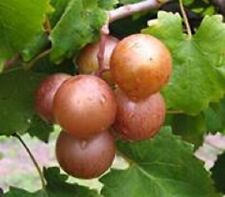 Darlene Muscadine Grape Vine-