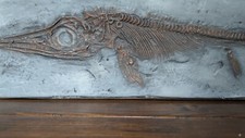Ichthyosaur Skeleton Replicas