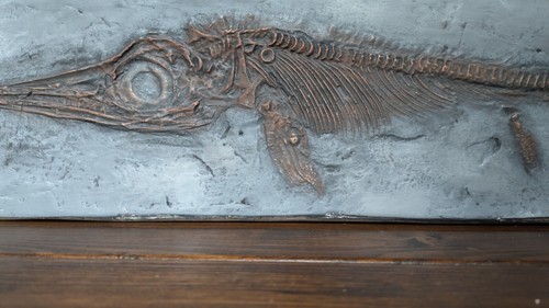 Ichthyosaur skeleton replicas - skeleton,