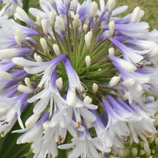 Agapanthus QUEEN MUM in a 3 Litre Pot with Colour Care Label