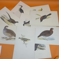 Bird Prints On Card 1970s F O Morris 23cm X 14cm 23 Prints