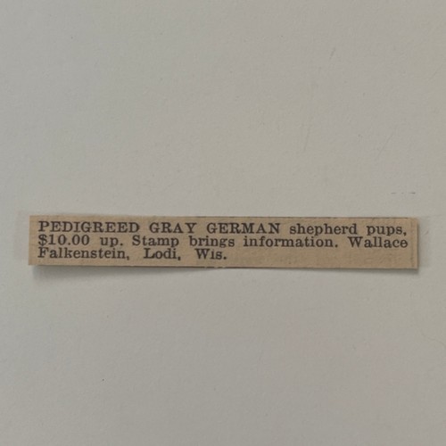 Pedigreed gray german - pedigreed, shepherd