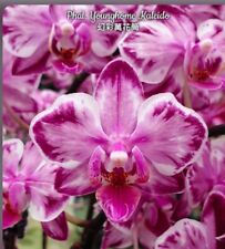 Phalaenopsis Younghome Kaleido Orchid Plant