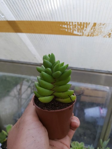 Crassula benjamin succulent - crassula,