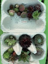 20 Small Sempervivum Chicks