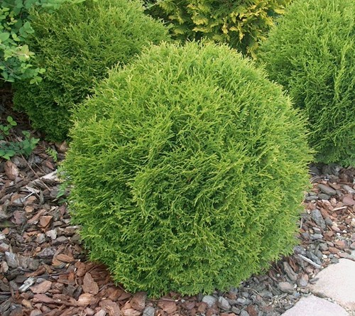 Little giant dwarf - little, arborvitae