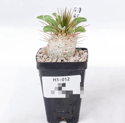 Pot 5cm pachypodium - ,