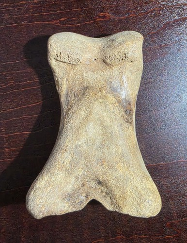 Museum quality pleistocene - quality,