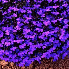 Lobelia bush crystal - lobelia, palace