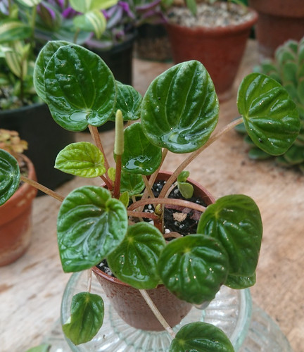 Peperomia emerald green 6cm - green,