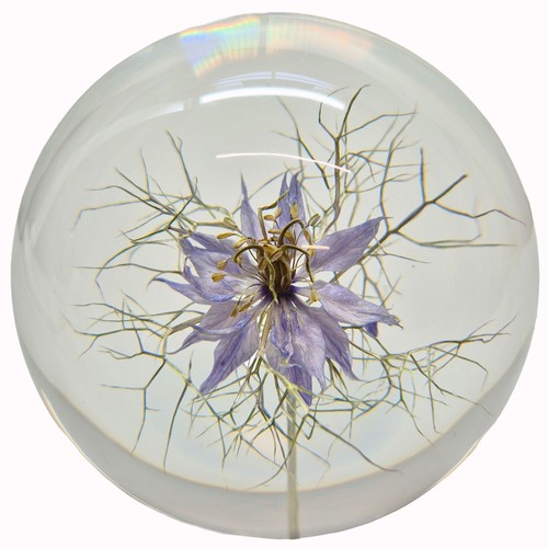 Large nigella paperweight - paperweight, made