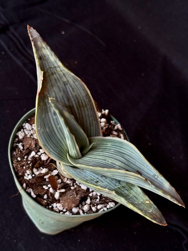 Aloe karasbergensis - aloe, karasbergensis,