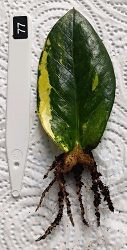 Zamioculcas zamiifolia - zamioculcas,