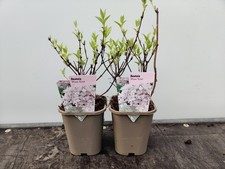 2 x 1L Deuzia 'Mont Rose'