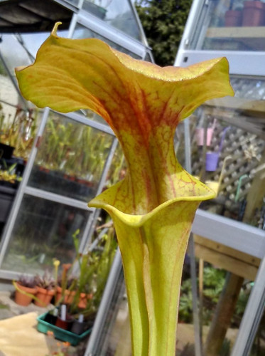 Sarracenia flava - v,