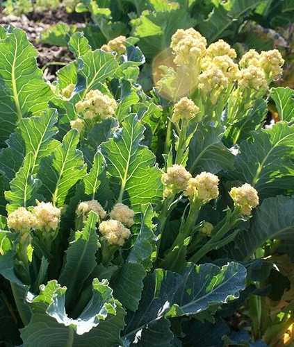 White star burbank broccoli - white,