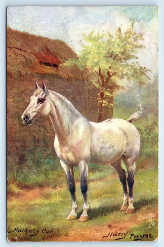 Postcard hackney cob raphael - postcard,