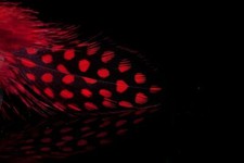 Guinea Fowl Hackles - 7